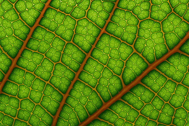 Kratom Alkaloids and Their Effects