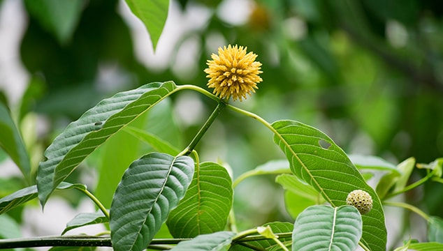 How to Grow Kratom Plants at Home