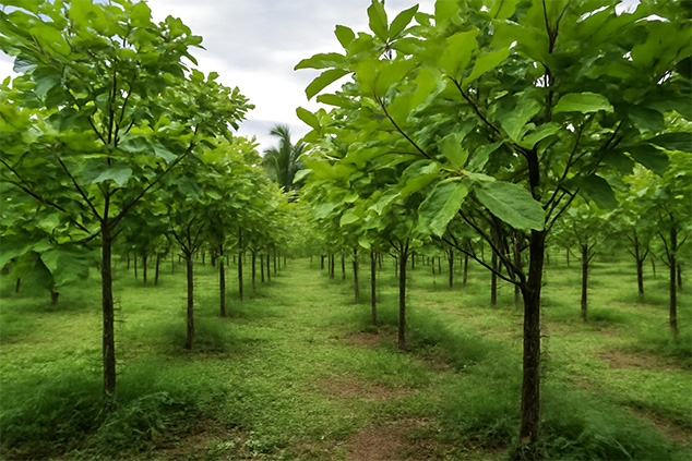 Should You Buy Kratom Directly from Kratom Farmers in Indonesia?
